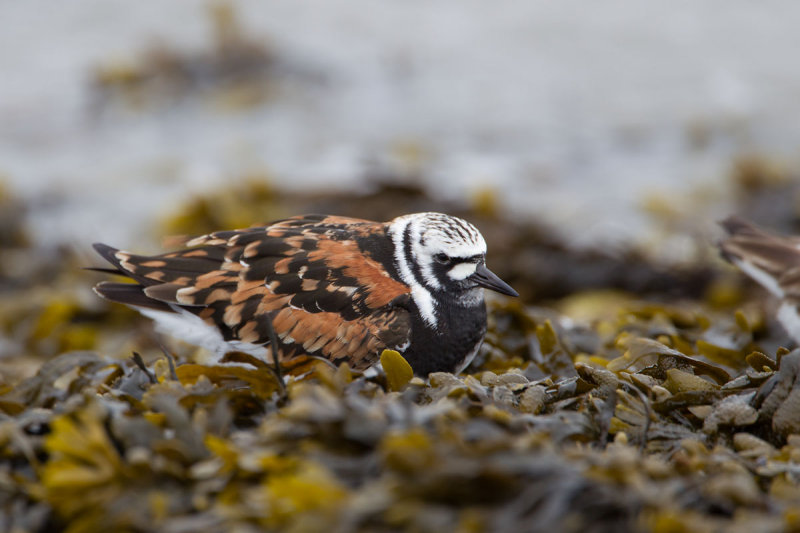 lauwersoog steenloper 28-04-2012 pb 2.jpg
