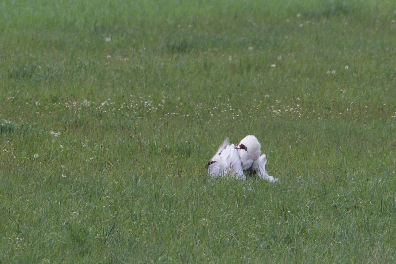 7-5-2012 grote trap duitsland.jpg