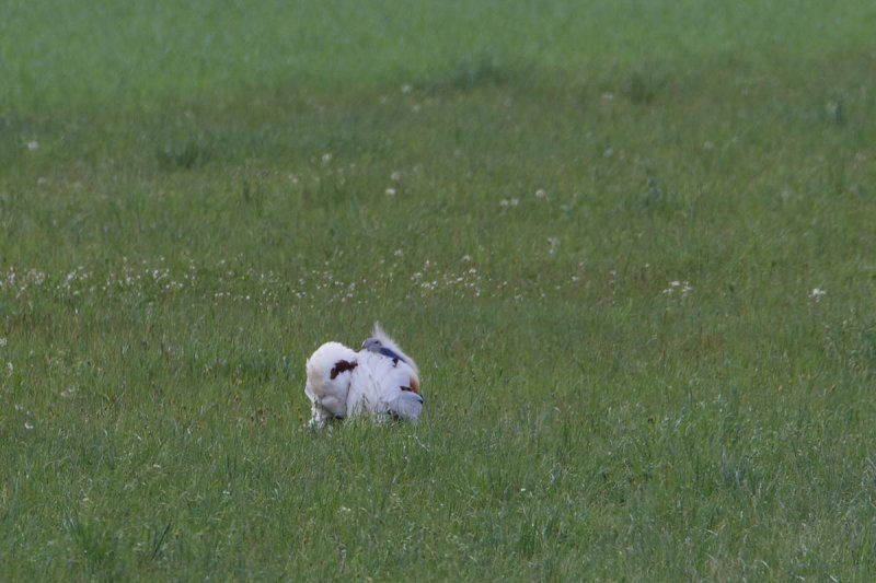 7-5-2012 grote trap duitsland 2.jpg