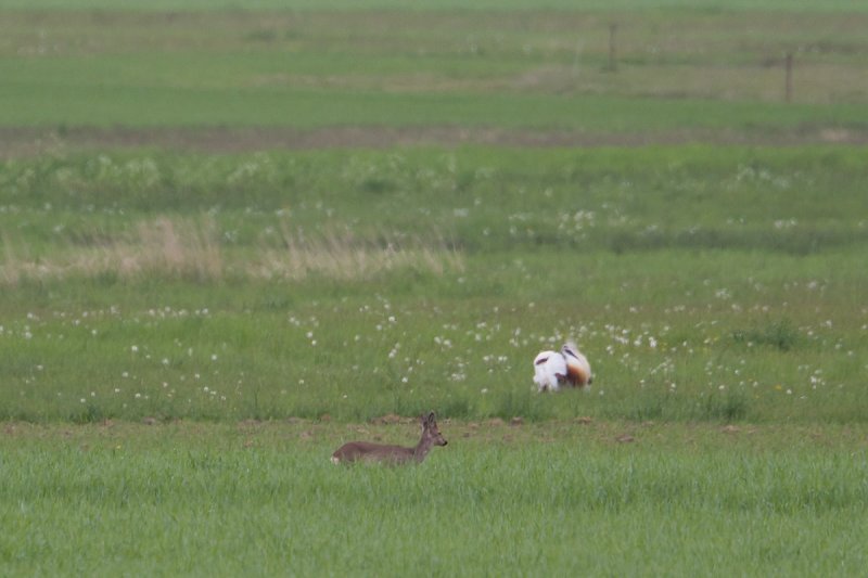 7-5-2012 grote trap duitsland plus ree.jpg