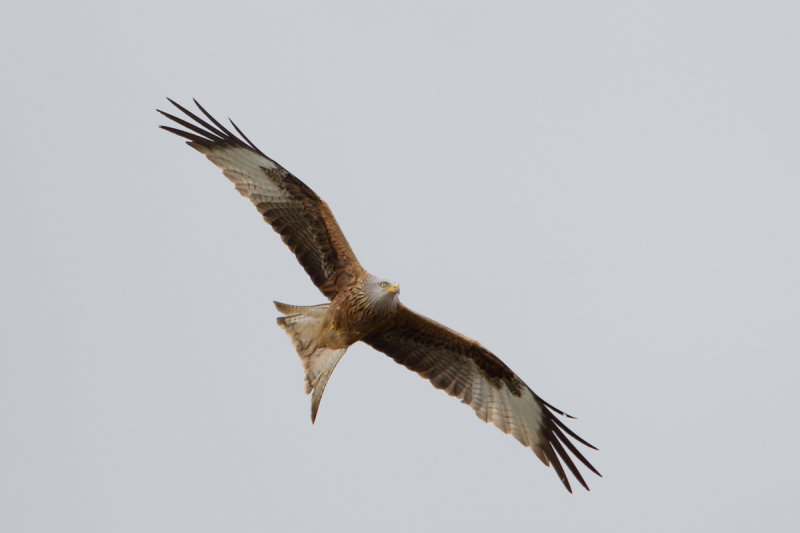 7-5-2012 rode wouw duitsland.jpg