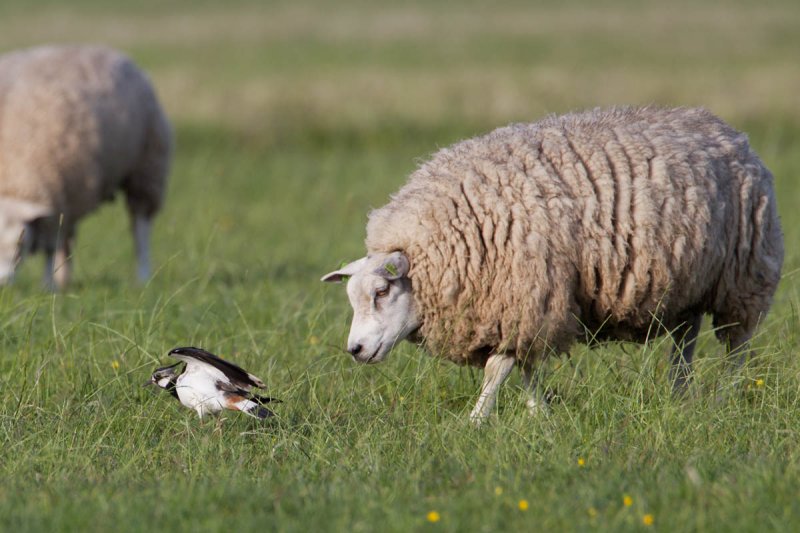 kievit schaap 4-6-2012 3 pb.jpg