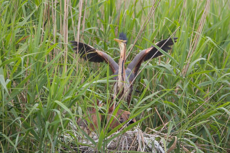 11-06-20120  purperreiger pb.jpg