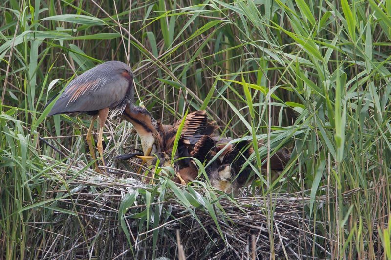 11-06-20120  purperreiger pb 11.jpg