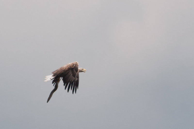 17-06-2012 zeearend vossemeer 2.jpg