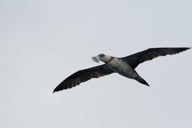 jvg biskay 24-08-2012 visnet.jpg