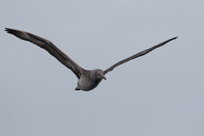 jvg biskay 24-08-2012.jpg