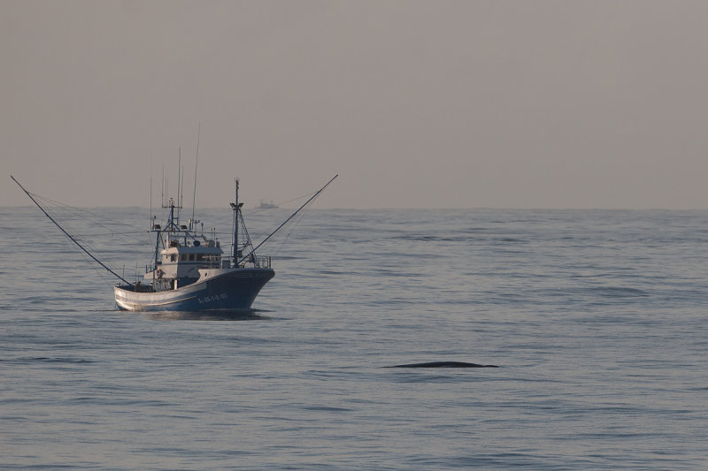 vinvis biskay 29-08-2012 4.jpg