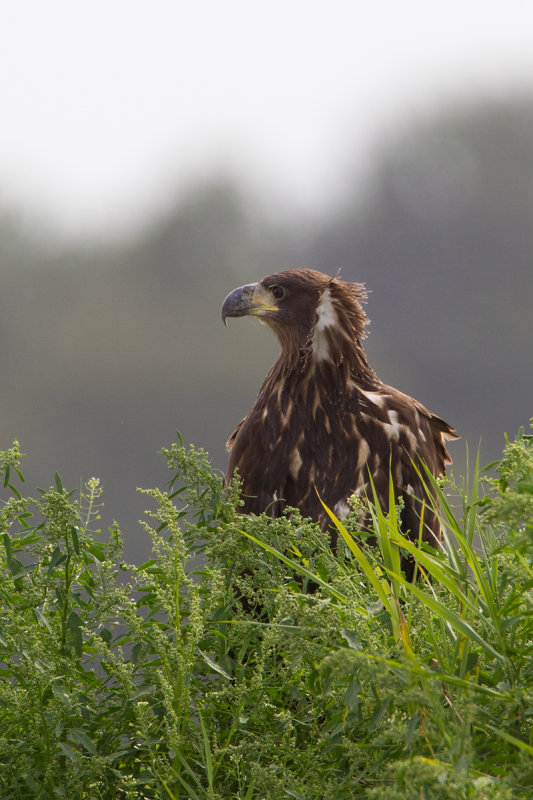 5-09-2012 zeearend flevopolder 11.jpg