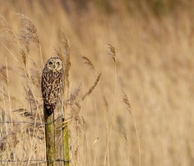 velduil 22-02-2011 uitkerke 3.jpg