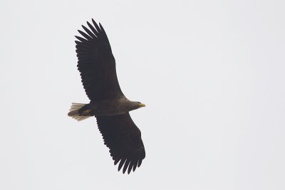 zeearend drontermeer 16-03-2011 5.jpg