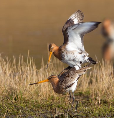 grutto paring 24-03-2011 uitkerkse polder 17.jpg