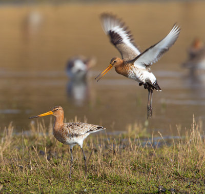 grutto paring 24-03-2011 uitkerkse polder 9.jpg