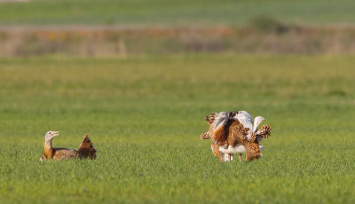 grote trap spanje 10-4-2011 5.jpg