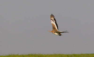 grote trap spanje 10-4-2011 10.jpg