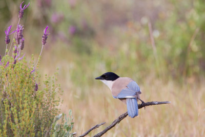 blauwe ekster donana 24-04-2011 3 a.jpg