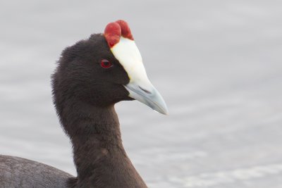 knobbelmeerkoet huelva 22-04-2011 4.jpg