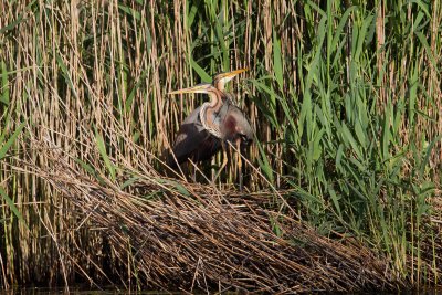 purperreiger 23-05-2011  2.jpg