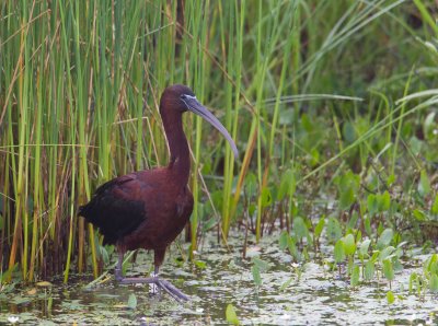 zwarte ibis 26-04-2011 spain.jpg