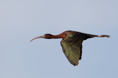 zwarte ibis 26-04-2011 spain 2.jpg