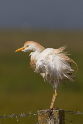 koereiger 26-04-2011 spain.jpg