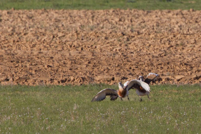 grote trap spanje 13-04-2011 15.jpg