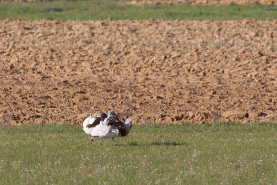 grote trap spanje 13-04-2011 13.jpg