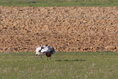 grote trap spanje 13-04-2011 12.jpg