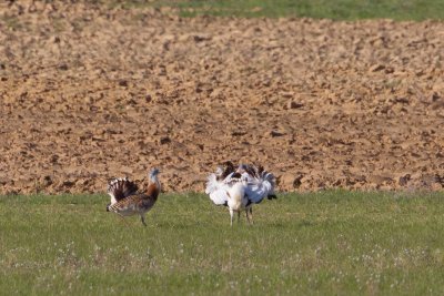 grote trap spanje 13-04-2011 8.jpg