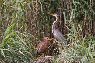 purperreiger 2-7-2011.jpg