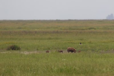 wild zwijn donana 24-04-2011.jpg