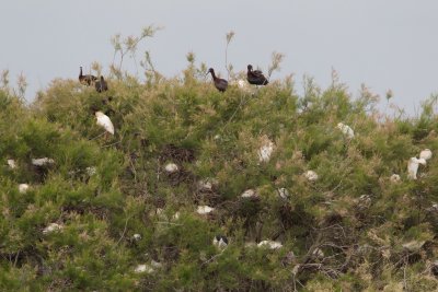 reiger kolonie donana 24-04-2011.jpg