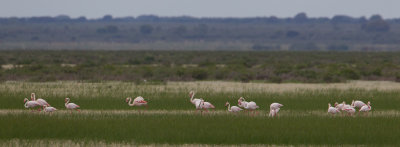 flamingo donana 24-04-2011.jpg