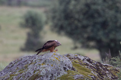 zwarte wouw spanje 20-04-2011.jpg