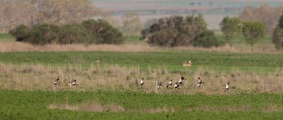 zwartbuikzandhoen