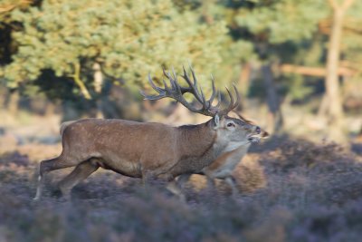 edelhert hoge veluwe 18-09-2010 13.jpg