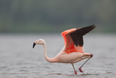 chileense flamingo ijsselmonding 20-08-2011 2.jpg