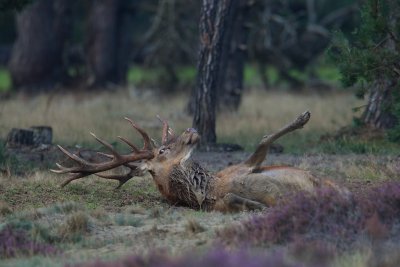 edelhert 16-09-2011 hoge veluwe 3.jpg