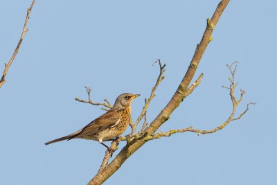 kramsvogel ijsselmonding 1-11-2011.jpg