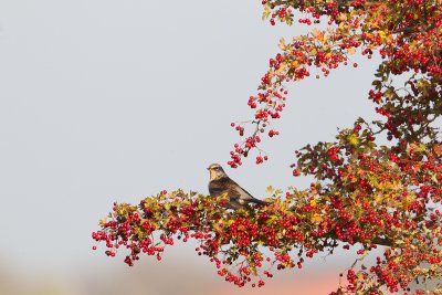 kramsvogel ijsselmonding 1-11-2011 2.jpg