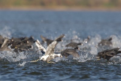 meerkoet ijsselmonding 1-11-2011.jpg