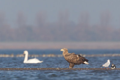 zeearend ijsselmonding 1-11-2011 3.jpg