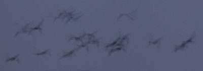 kraanvogel diepholz 7-11-2011 6.jpg