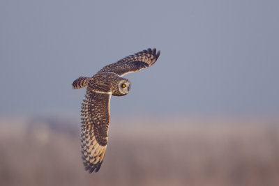 velduil 19-11-2011 uitkerkse polder 6.jpg