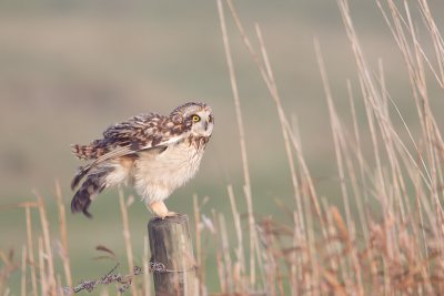 velduil 19-11-2011 uitkerkse polder 7.jpg