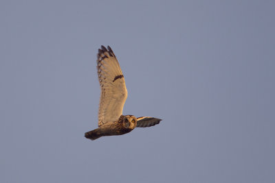 velduil 19-11-2011 uitkerkse polder 9.jpg