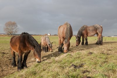 paard belgie 26-11-2011.jpg