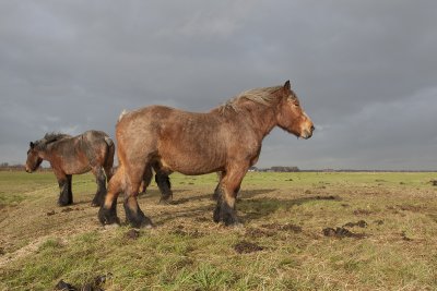 paard belgie 26-11-2011 3.jpg