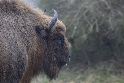 wisent natuurpark 29-01-2012 3 a.jpg