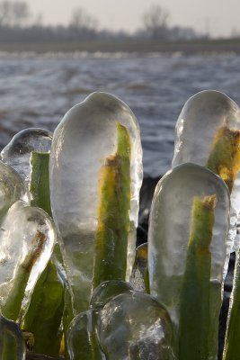 ijspegels ketelmeer 31-01-2012 1a.jpg